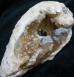 Crystal Filled Fossil Clam - Rucks Pit, FL #7862-1